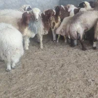 بره|حیوانات مزرعه|اهواز, زیتون کارگری|دیوار