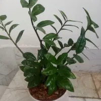 گل زامفولیا با گلدان