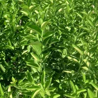 نهالستان باغداران جنوب|خدمات باغبانی و درختکاری|شیراز, حافظیه|دیوار