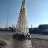 تور ماهیگیری ،ماهی سفید