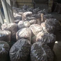 گردو عمده فروش