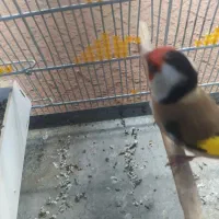 سهره وحش رام