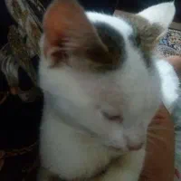 واگذاری گربه نر خانگی بسیار رام ودوست داشتنی|گربه|لنگرود, |دیوار