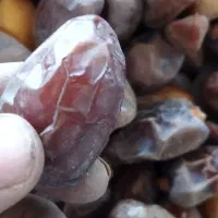 پاجوش خرما|گل و گیاه طبیعی|نورآباد ممسنی, |دیوار