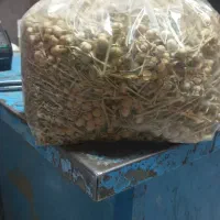 اسپند