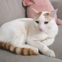 واگذاری رایگان گربه dsh نر و ماده یکساله|گربه|اندیشه, اندیشه فاز ۱|دیوار