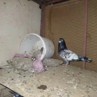 کفتر طاووسی نر|پرنده|مشهد, شهرک مهرگان|دیوار