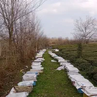 فروش زنبور قوی|حیوانات مزرعه|شفت, |دیوار