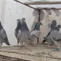 کفتر جوجه پلاکی