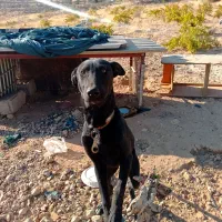 واگذاری سگ دوبرمن|سگ|شیراز, حومه شیراز|دیوار