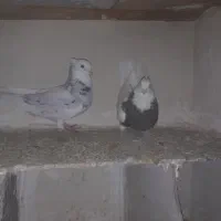 کبوترطوقی|پرنده|شهریار, شهرک بهاران (ویره)|دیوار