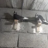 ۷عدد کبوتر|پرنده|زرند, |دیوار