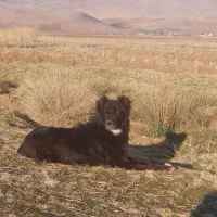 سگ  دل گمشده اطراف شهر