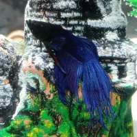 ماهی|ماهی|الوند, |دیوار