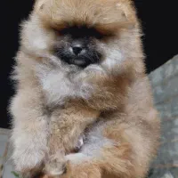 توله سگ پامر|سگ|شیراز, دکتر حسابی|دیوار