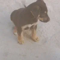 توله سگ نژاد دار