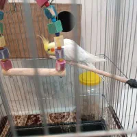 عروس هلندی جفت مولد|پرنده|دورود, |دیوار