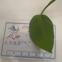 کارت بلیط استخر هلال احمر هر عدد۱۶۰