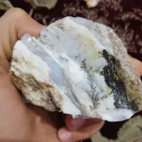 شجر قاعن (درختی)