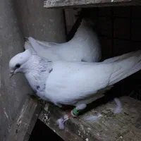 جفت طوق الماسی جوان|پرنده|اهواز, بهارستان|دیوار