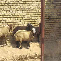 فروش بره ماده