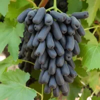 انگور موندراپ صادراتی ، سودآوری بالا و تضمینی