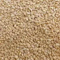 گندم پیشگام بذری