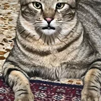 گربه گمشده