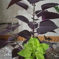 گل اگلونما پینک لیدی|گل و گیاه طبیعی|جوانرود, |دیوار