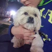 سگ ماده گمشده