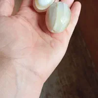 مهره بهرد اصل