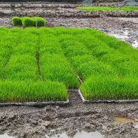 توم هاشمی و علی کاظمی فروش فوری