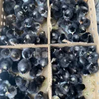 آمروک آمریکایی