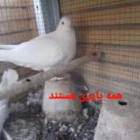 کبوتر پاپری|پرنده|اصفهان, جاوان|دیوار