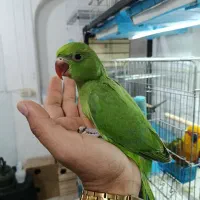 طوطی ملنگو نر کینگ سایز مجموعه پرندگان قهرمانی