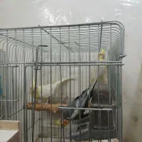 عروس هلندی|پرنده|بهبهان, |دیوار