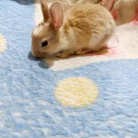 خرگوش های ناز و شیطون