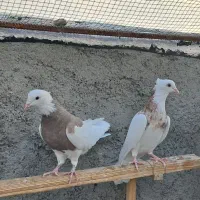 طوقی کرمانشاهی|پرنده|گراش, |دیوار