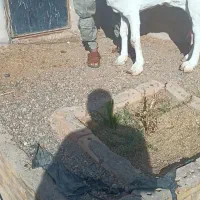 بزهای وارداتی پاکستانی اصیل چند قلو زا|حیوانات مزرعه|پائین جام, |دیوار