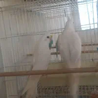 عروس هلندی آلبینو|پرنده|گرگان, |دیوار