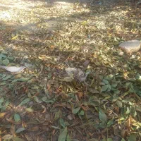 هزار متر زمین وآب برای ساخت باغ سند دار