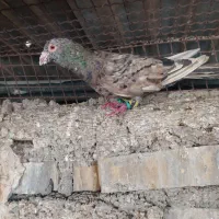 چهار عدد دو رگ نر