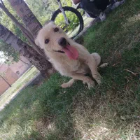 سگ آدتی|سگ|قوچان, |دیوار