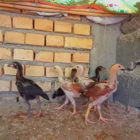 جوجه لاری نژاد دار نسل تضمین مخصوص عشق بازان لاری