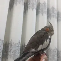 عروس هلندی نر ۶ماهه