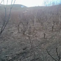 به یک زوج باغبان باتجربه  در آیچی نیازمندیم