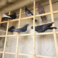 کفتر کبوتر پرشی