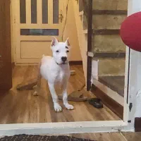 دوگو آرژانتینو|سگ|سمنان, |دیوار