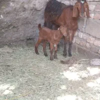 دو تا بز کهره فروشی