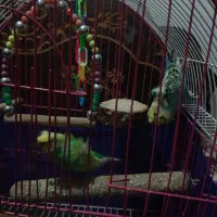 دوعدد مرغ عشق پروانه ای اماده